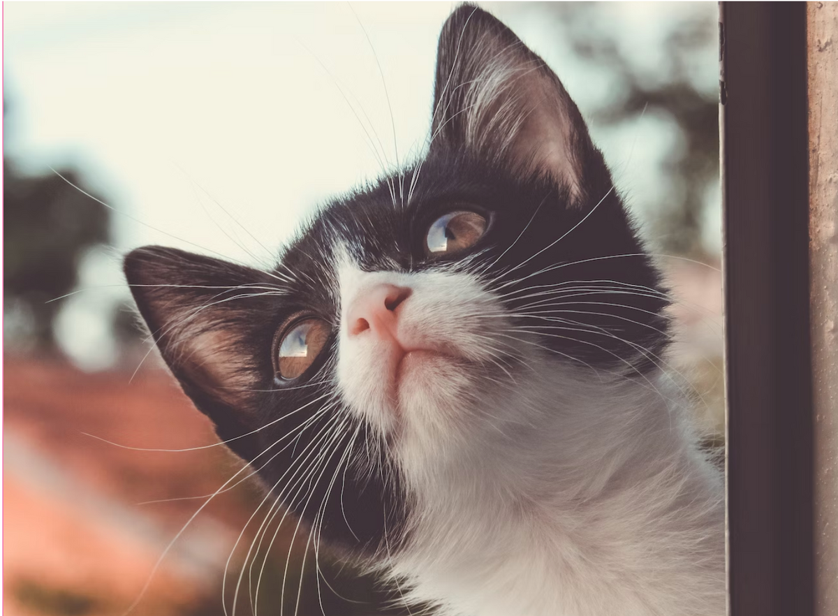 ハチワレ猫とは？個性あふれる毛色やハチワレ猫がいる人気猫種をご紹介