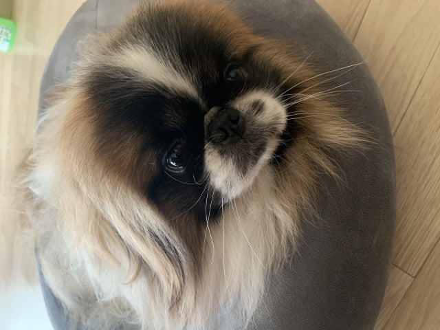 ぺきにーずあいてむシリーズの ベッド ペキニーズ 【公式通販】