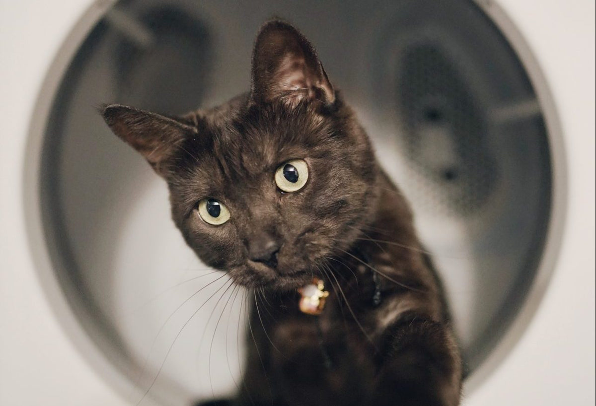 人気のおすすめ全自動猫トイレ20選をご紹介！選び方やメリットとは