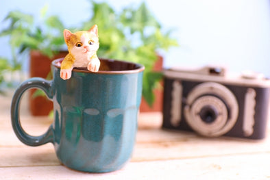 【福岡】おすすめ猫カフェを厳選紹介！  猫好きにはたまらないカフェはここ！