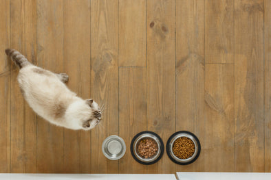 尿路結石の猫におすすめのキャットフードは？選び方の基準とは？