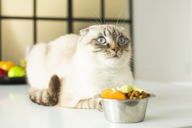 シニア猫用キャットフードおすすめ15選！愛猫の健康を守るための