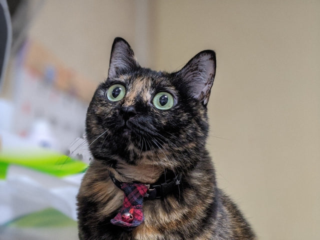 サビ猫は幸運を運ぶ猫？性格・特徴・飼い方のポイント徹底解説♡ – NIGAOE PETS
