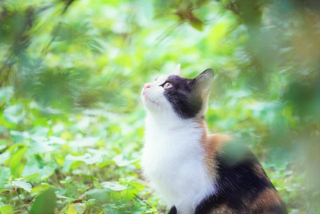 三毛猫は幸運を呼ぶ？性格・特徴・飼い方のポイント徹底解説