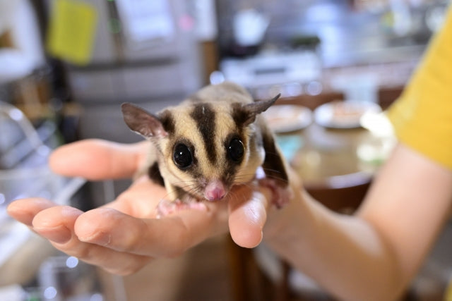 モモンガはペットとしてなつく？飼うために必要なものをまとめて紹介 