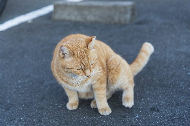 茶トラ猫のメスは珍しい？性格・特徴・飼い方のポイント徹底解説