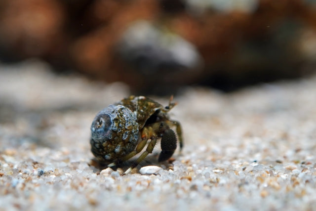 ヤドカリの寿命は10年~20年?!ヤドカリの飼い方を解説 ...
