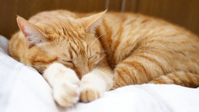 冬におすすめの暖かい猫ベッドおすすめ15選！人気商品をご紹介！