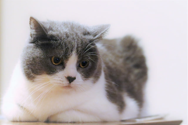 猫・イカ耳(アクリルガッシュ) 【公式通販】