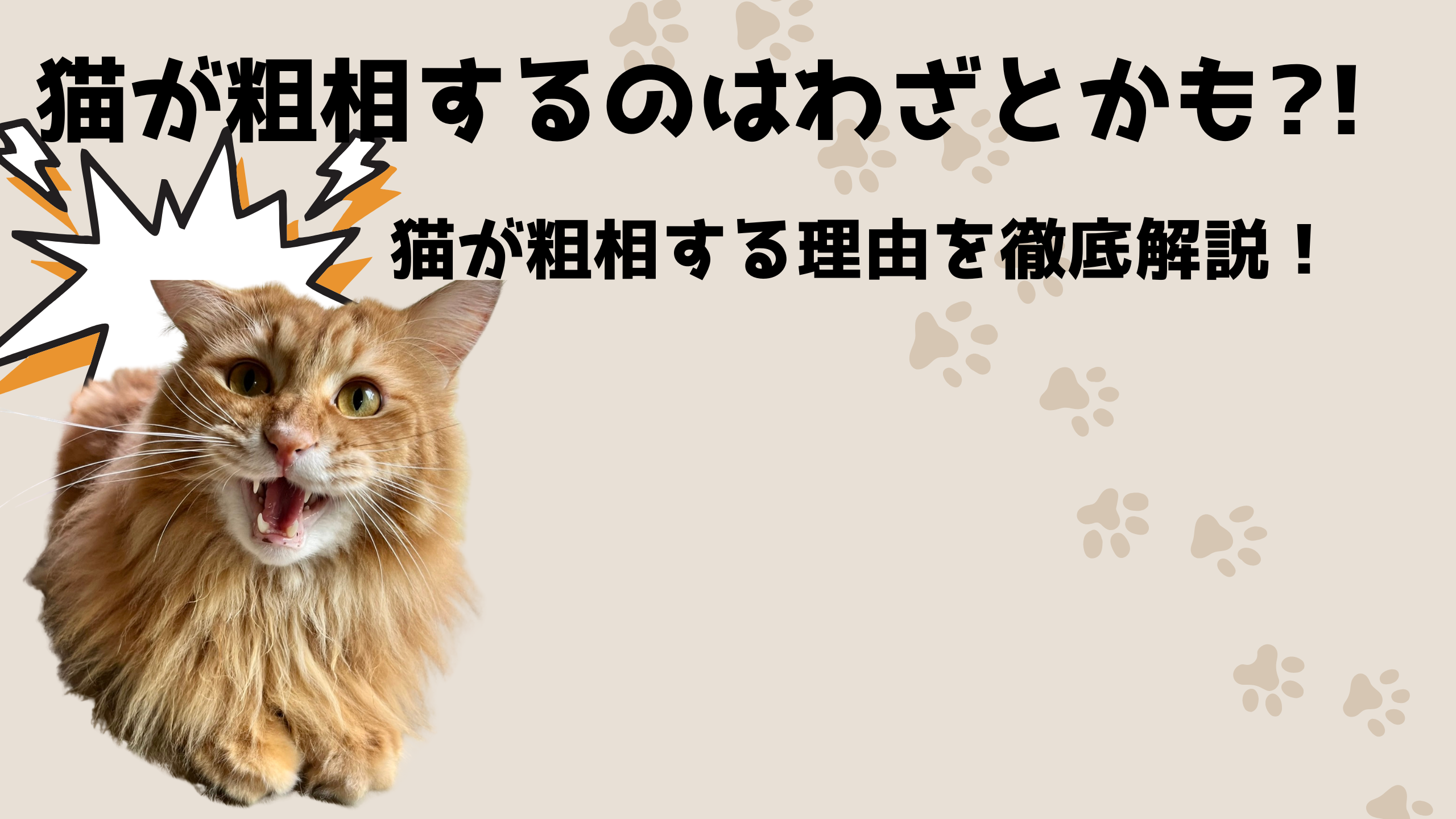 猫が粗相するのはわざとかも?!猫が粗相する理由を徹底解説！ – NIGAOE PETS