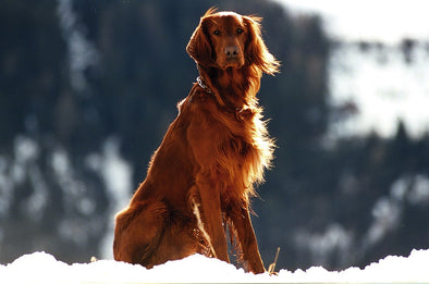 セッター7犬種の特徴・性格・飼い方・気をつけたい病気を徹底解説！