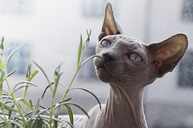 日本の無毛の猫 