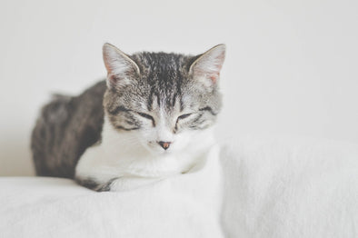 猫が目を細めるのはどんな意味がある？リラックスや病気の可能性など解説！
