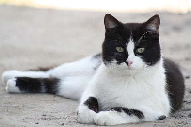 猫が来る家の運気は良い？悪い？黒猫や白猫のジンクスを紹介！