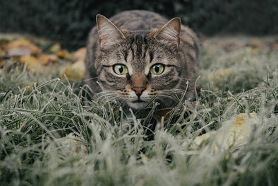 猫草は必要?!猫草を食べる理由や注意点を徹底解説！