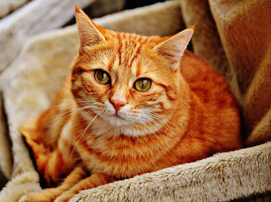 おしゃれでかわいい猫ベッド14選！種類別に人気商品をご紹介！