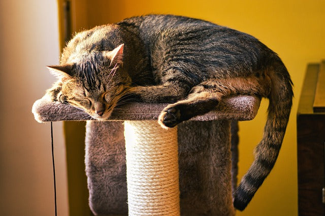 1匹飼いにもおすすめのキャットタワーをご紹介！猫にキャットタワーは