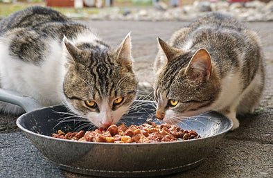 総合栄養食の人気キャットフード おすすめ10選！猫の総合栄養食とは？