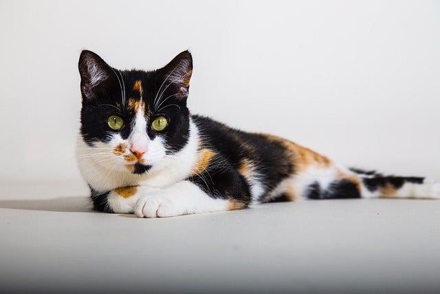 麦わら猫ってどんな猫？珍しいといわれている「麦わら猫」の特徴をご 