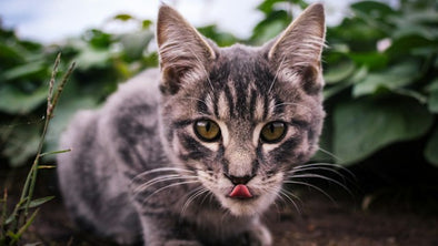 猫がスルメを食べるのは危険?!その理由と食べてしまった時の対処法を解説！