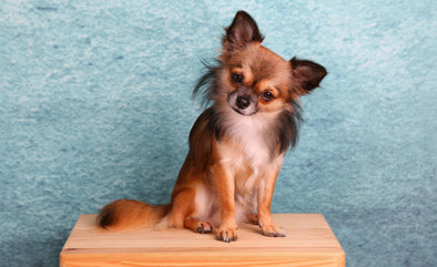 世界一小さい犬の犬種をご紹介！ギネスに登録されてる超極小犬は？