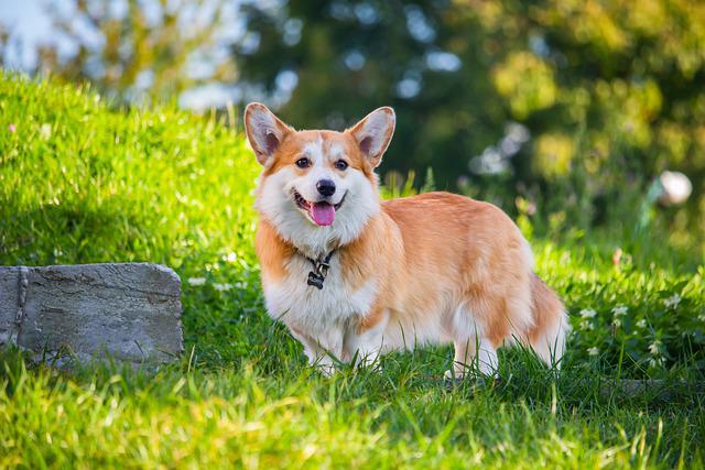 ペンブローク種 と カーディガン種 安い がいる 人気の犬の品種は何