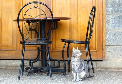【秋葉原】おすすめ猫カフェを厳選紹介！  猫好きにはたまらないカフェはここ！