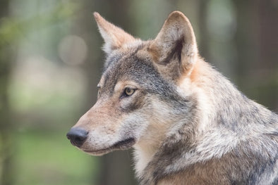 狼みたいな犬の犬種とは？柴犬や秋田県も実はオオカミに近い？！