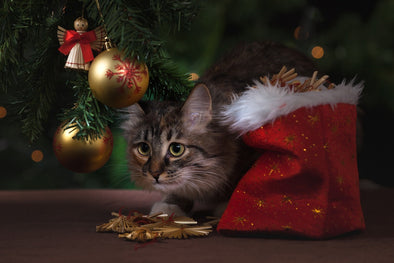 猫好きさんが喜ぶおすすめの人気プレゼント15選！おしゃれ雑貨や猫グッズをご紹介！