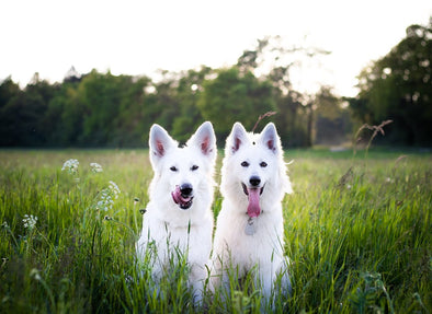 ホワイトシェパードはどんな犬種？特徴や気をつけたい病気など詳しく解説！
