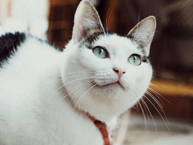 目が青い猫10種類の特徴・性格・飼い方・気をつけたい病気を徹底解説！