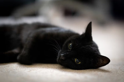 黒猫の種類一覧！種類ごとの特徴や性格をご紹介♡