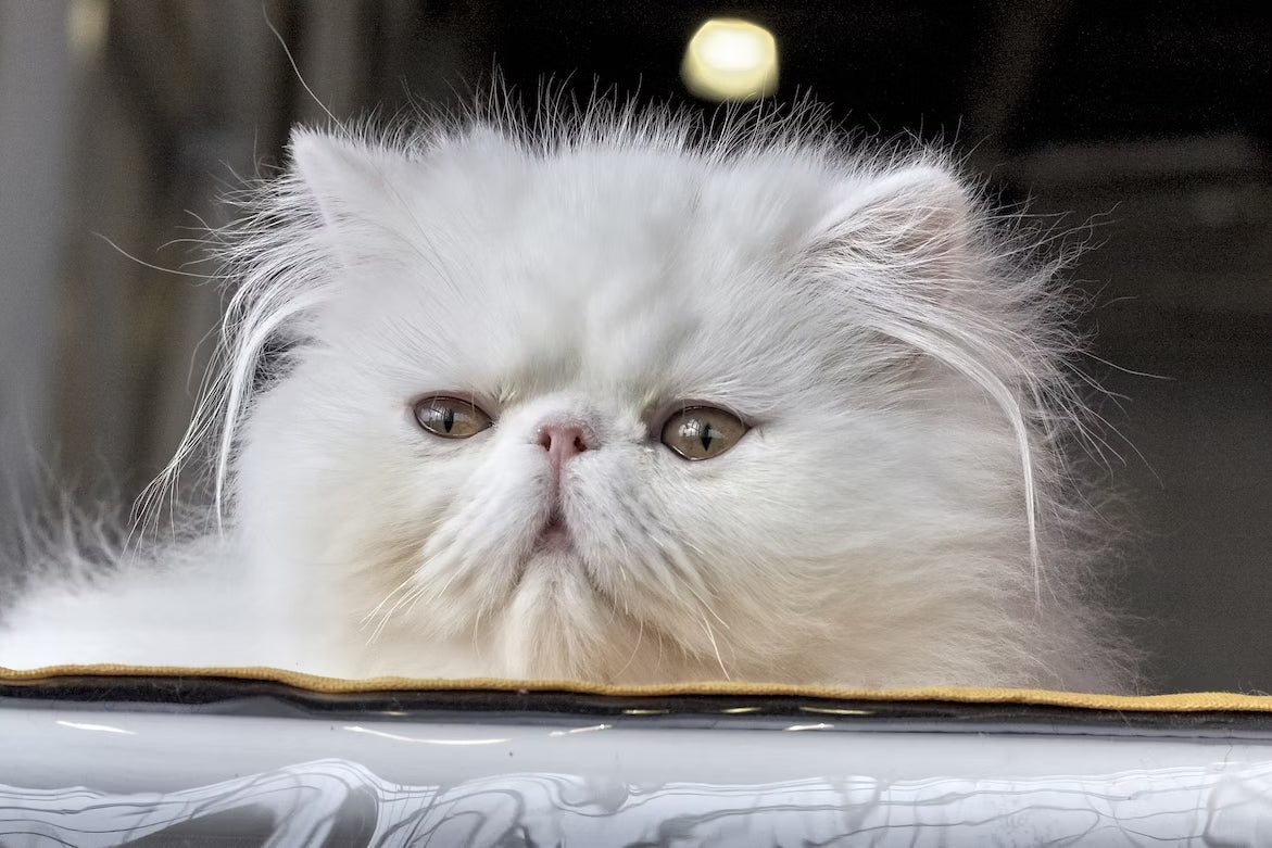 ペルシャ猫の美しい毛色7つのカラーを徹底！抜け毛は多い？ – NIGAOE PETS