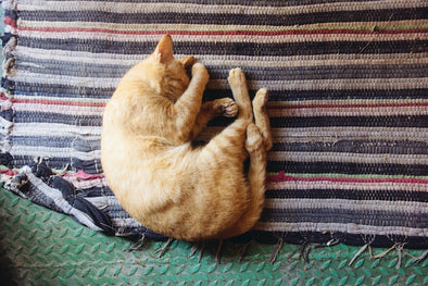 猫がしんどい時の寝方はどんな姿勢？具合が悪いと思ったらすぐ動物病院へ！